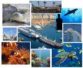 /album/escursioni/acquario-genova-jpg/